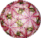FREE PATTERN